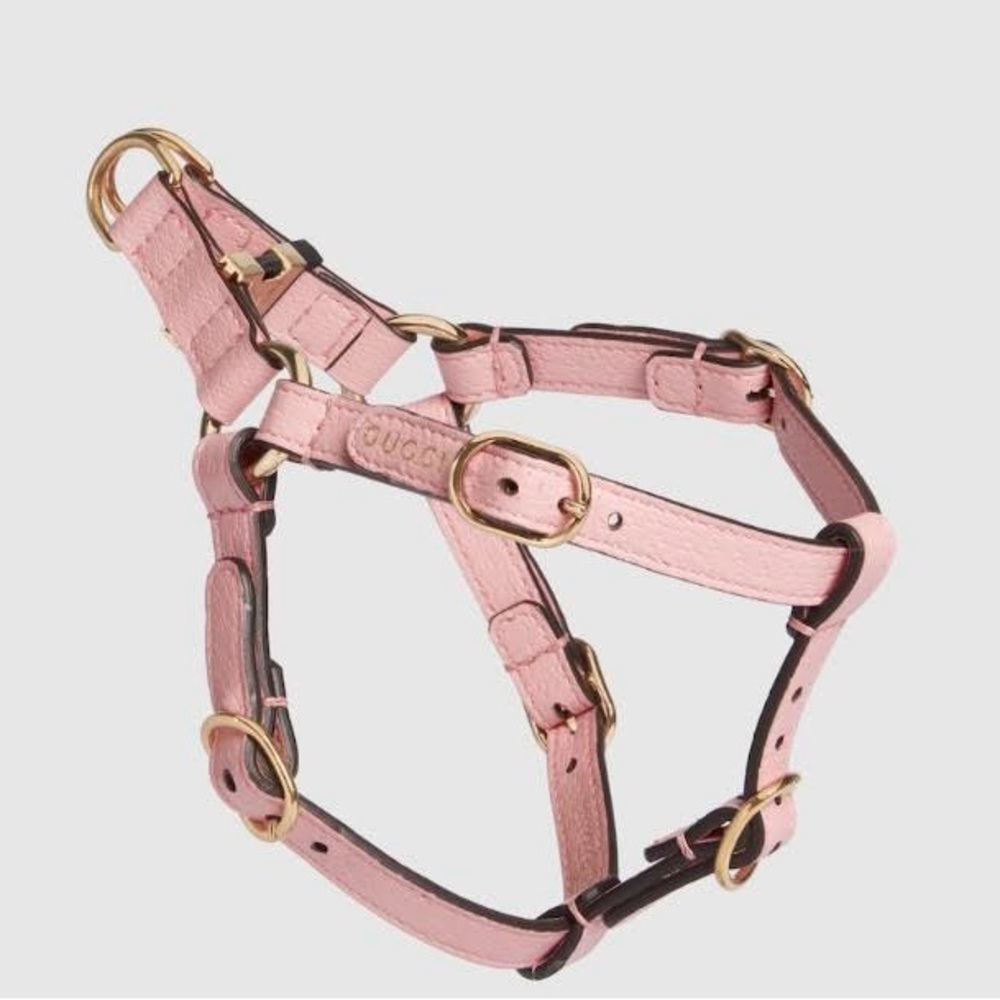 New Gucci dog leash/harness